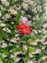 Load image into Gallery viewer, Fairy Aurora